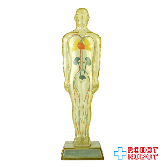 メルクアンドカンパニー DIURIL クリア人体模型 血管有りver アドバタイジング ディスプレイ フィギュア 1959